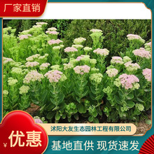 ������������l �Ԯa���N  Ʒ�N�Rȫ���^�쾰���̾G����