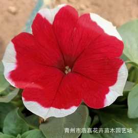 垂钓牵牛盆栽矮牵牛 夏瑾观赏花 北京绿化草花 垂钓牵牛基地批发