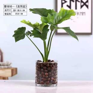 Hydroponic Plants Hydroponic Spring Feather Special Clearance Indoor Desktop Air Purifying Green Plants Office Potted Plants