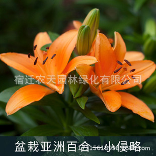 Aggression Perfume Lily Bulbs Potted Florals Indoor and Outdoor Flower Plants Bloom in All Seasons and Are Good for Feeding Seeds