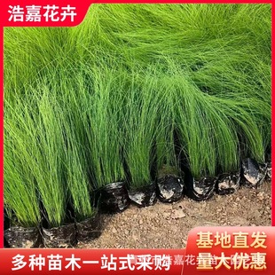 Thin-Stemmed Needle-Shaped Seasonal Grass Flower Cup Seedling Base Two-Color Nutritional Cup Seedling Water Body Ornamental Flower Thin-Stemmed Needle-Shaped