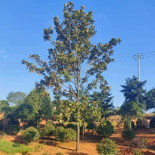 基地直供广玉兰 荷花玉兰 胸径15广玉兰树苗 易栽活景观树批发