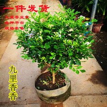 �����㻨�������������Է��㻨���ļ�����҃���ͥԺֲ���ļ��_��