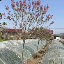 辽宁紫丁香 独杆紫丁香 原生树  花期长花朵多小区园区厂区绿化