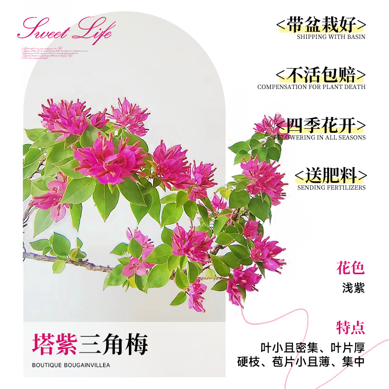 [꽃과 함께 배송되며, 수령 즉시 즐겨보세요] 타워 퍼플 부겐빌레아 40-50cm