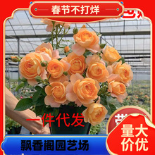 һ�����l��֭�̨�¼����Ԏ����ش���ͥԺ�ļ��_�����������ͻ�