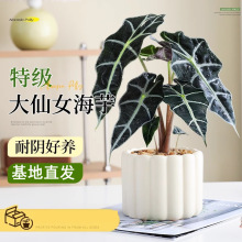大仙女海芋盆栽植物懒人好养绿植办公室内客厅好养中古风工位盆景