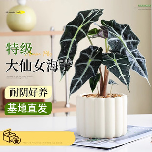 ����Ů��������ֲ����˺��B�Gֲ�k���҃ȿ͏d���B�й��L��λ�辰