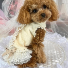 2025年犬猫服新品可爱いお姫様メッシュウエディングドレス诞生日ドレス