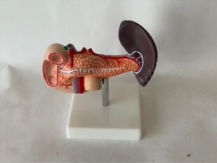 人体脾胰十二指肠模型胰腺模型 脾脏模型 肝胆胰腺消化科教学模型-阿里巴巴