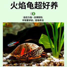 火焰龟乌龟活物深水龟鱼缸观赏龟混养适合家养小龟宠物黄耳龟