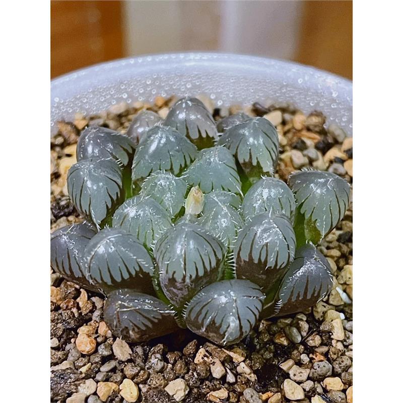 블루 미러 제이드 듀【 4-5cm 】