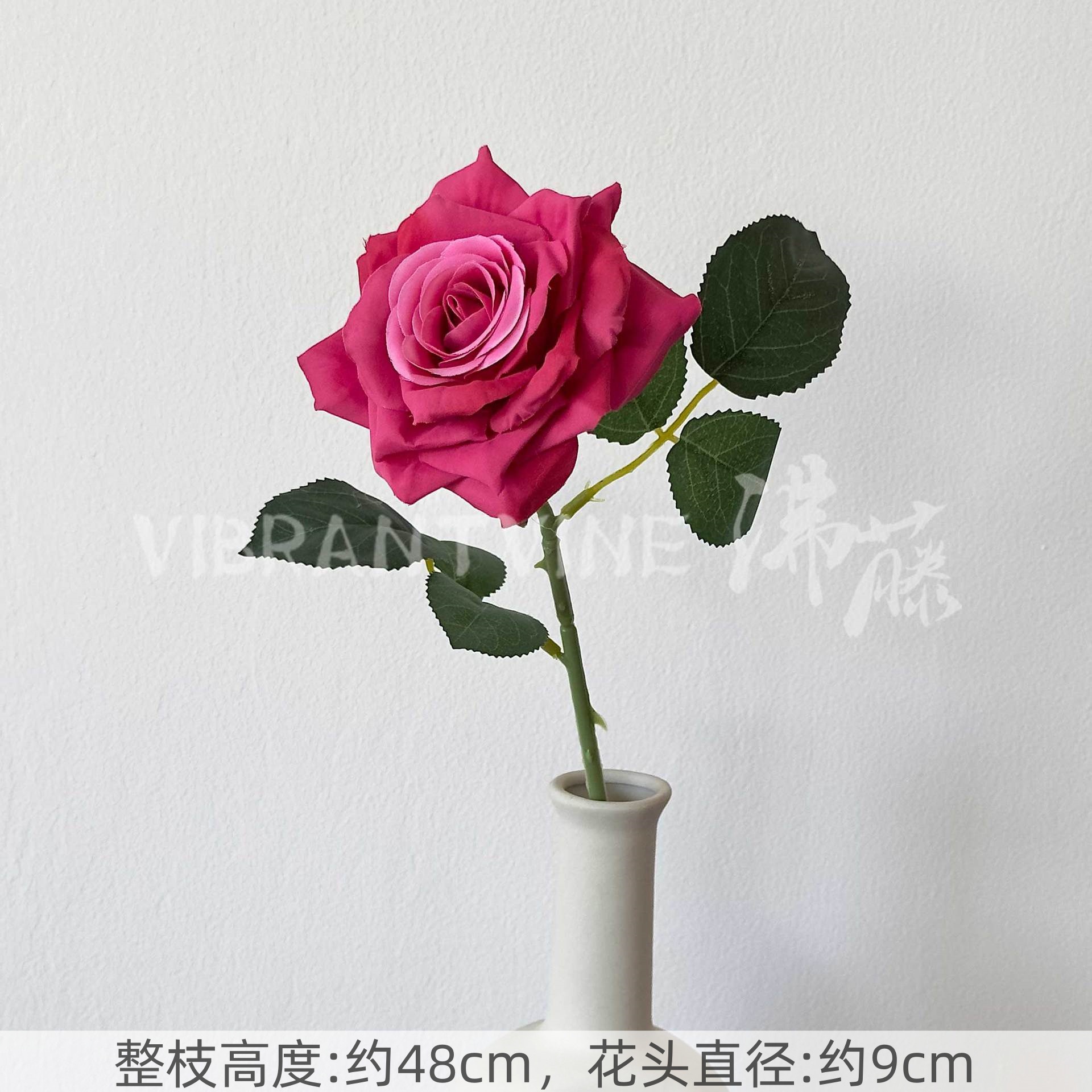 Rose red single camellia rose