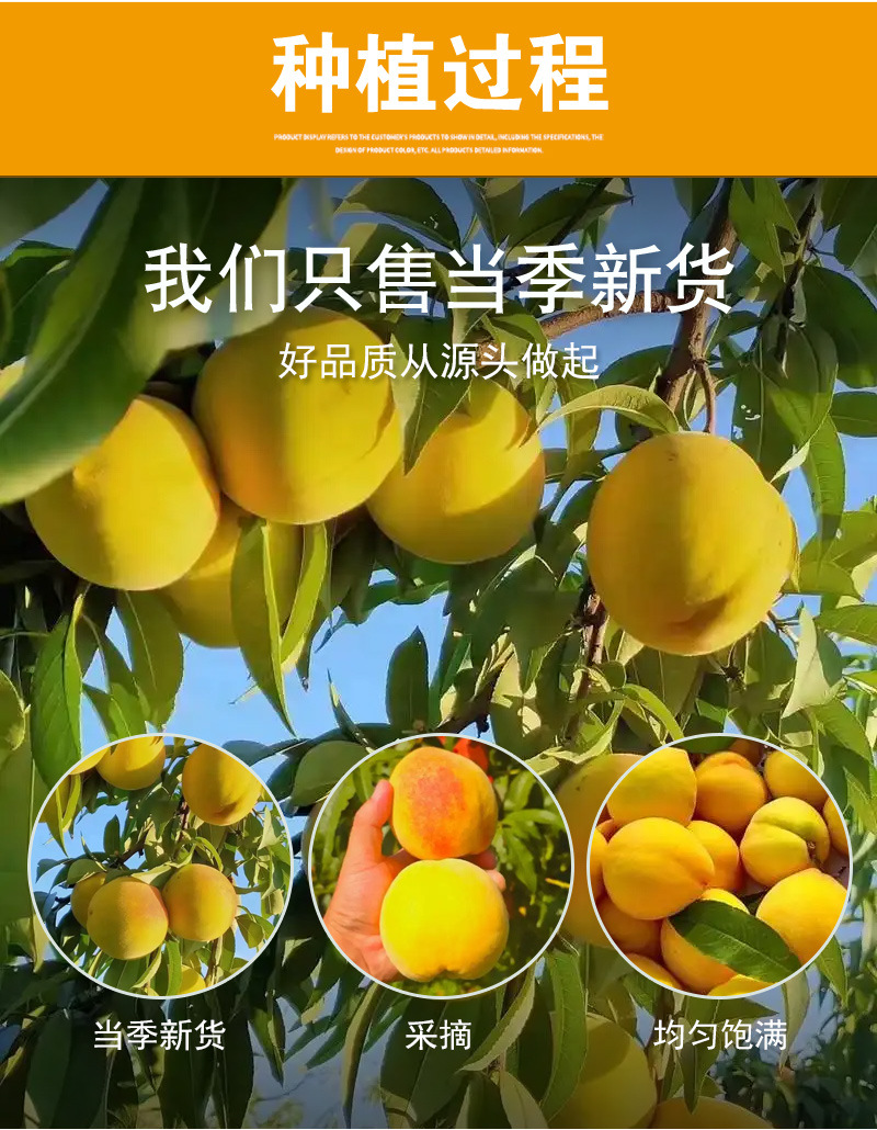 Freeze-Dried Yellow Peach Dices (Prunus persica) — Bulk Fruit Tea & Snack Ingredient specifications