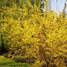 BNSlRSϻСӭľͥԺGľ