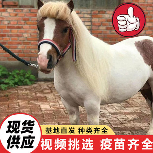 ���ﰫ�R���w ���^��ͯ�T�˰��_�R ���N�±����R�r��ɐ��Ȍ����R