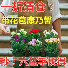 【带花苞】精品康乃馨盆栽石竹花绿植花卉母亲节康乃馨鲜花苗