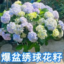 跨境电商绣球花种籽子四季播种开花多年生花籽盆栽种植庭院易活