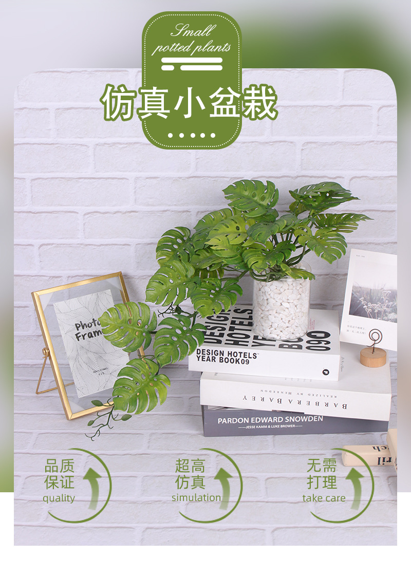 龟背叶小盆栽