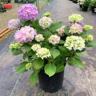 �����玧�����o�M�����������ͥԺ���B�Ļ���ֲ���҃ȾGֲ