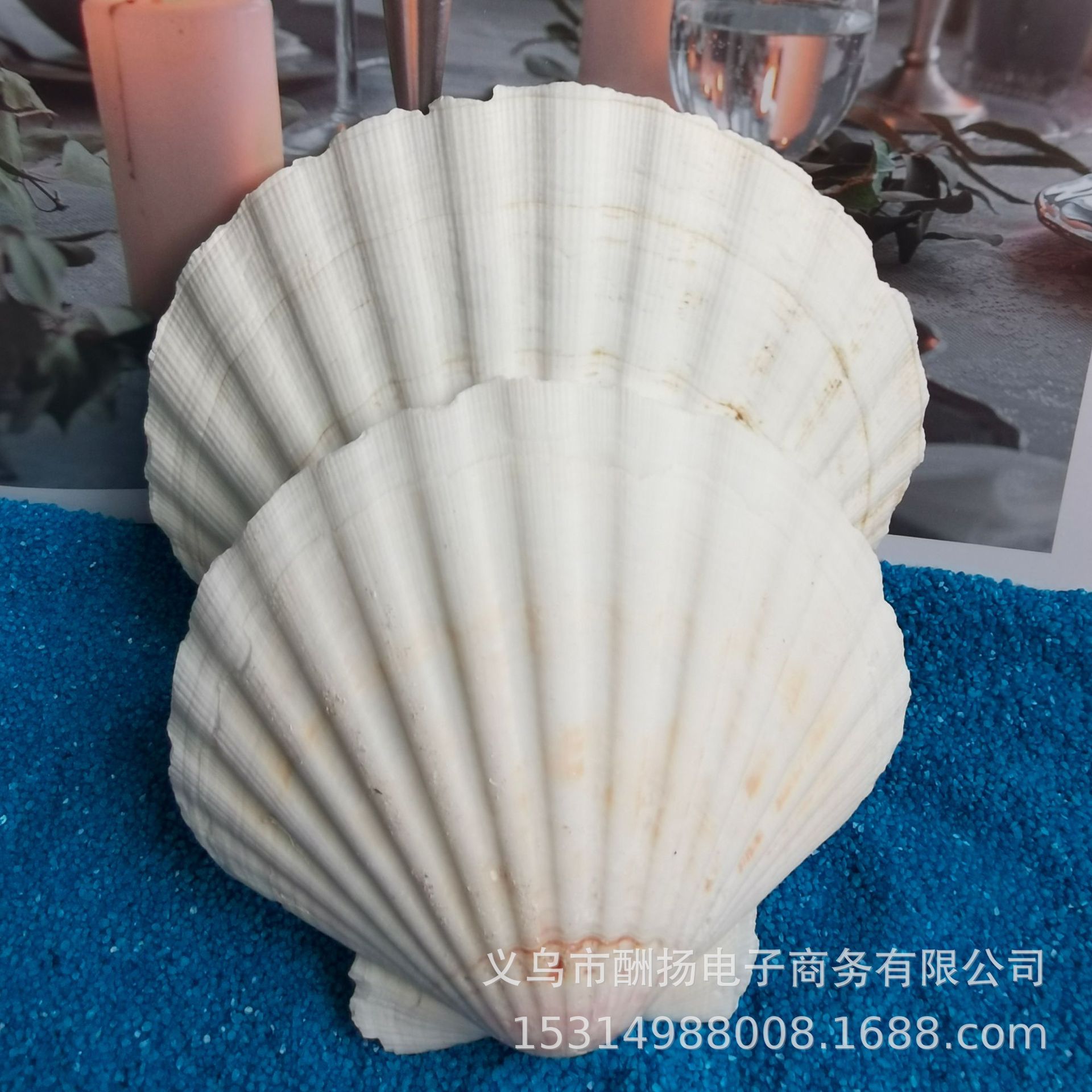 北海 黄扇贝壳 港湾扇贝壳 %_彩黄金色(5~8cm）-阿里巴巴