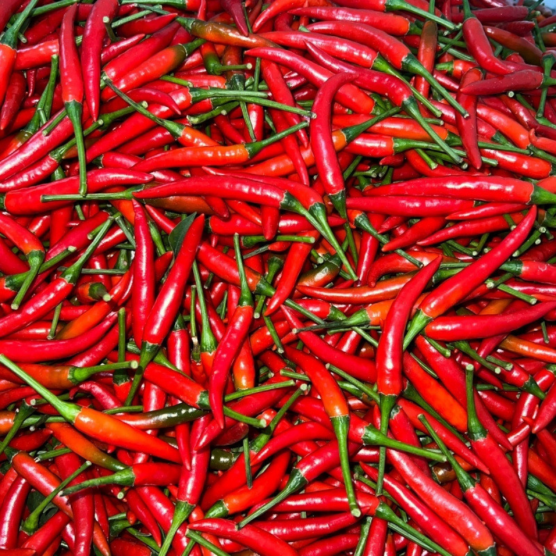 小米辣椒新鲜红辣椒小米椒新鲜批发泡椒蔬菜鲜椒指天椒特辣王包邮