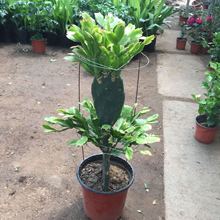 ���������Լ޽�зצ�m�_������ɻ��~Ƭ��ʳ�������S���ֲ����]