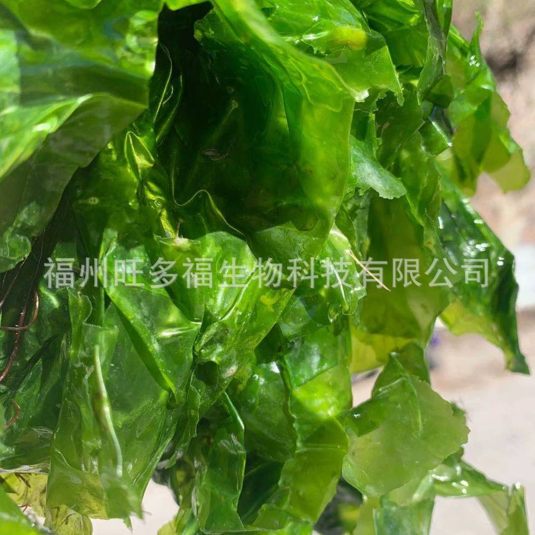 Прямые продажи сушеных продуктов с фабрики: кусочки сушеной ульвы, морских водорослей, ульвы, один пакетик 500 грамм.