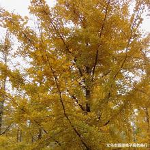 �y�Ә���׹�С�� ͥԺֲ���е��G����ľ ���~�����^�@��ֲ���ľ