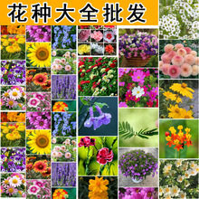 ˹ջNӸɣN߲ļ_׻ͥԺҰMϷN