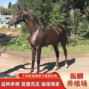 �T���R�Bֳ�S�҇��������R ������Ѫ�R�����B �Rƥ����