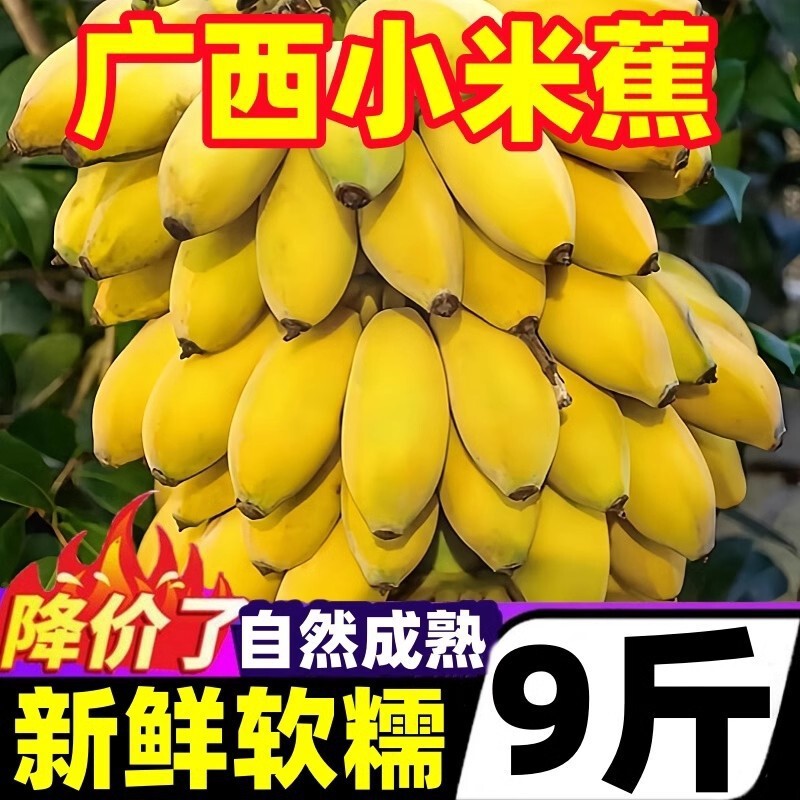 Guangxi Beihai Xiaomi Banana Natural Ripe Banana Fresh Fruit Emperor Banana Whole Box 10 Wholesale Apple Banana Jin