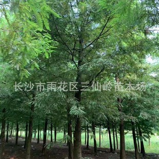 Metasequoia Wholesale 4-5-8-10-12- 15-20cm Metasequoia Trees Park Sidewalk Landscape Trees Metasequoia Saplings