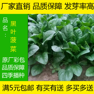 ſ�ز��˷N�Ӻڈ@�~���˷N�����L�ٶȿ��ͺ��߮aԽ���߲˷N�Ӵ�ȫ