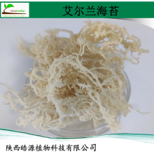 干艾尔兰海苔角叉菜鹿角菜爱尔兰海苔干菜Irish sea moss