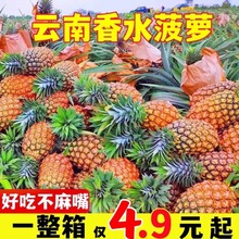 现摘云南香水菠萝水果9斤装当季香水菠萝新鲜凤梨大果香脆小菠萝