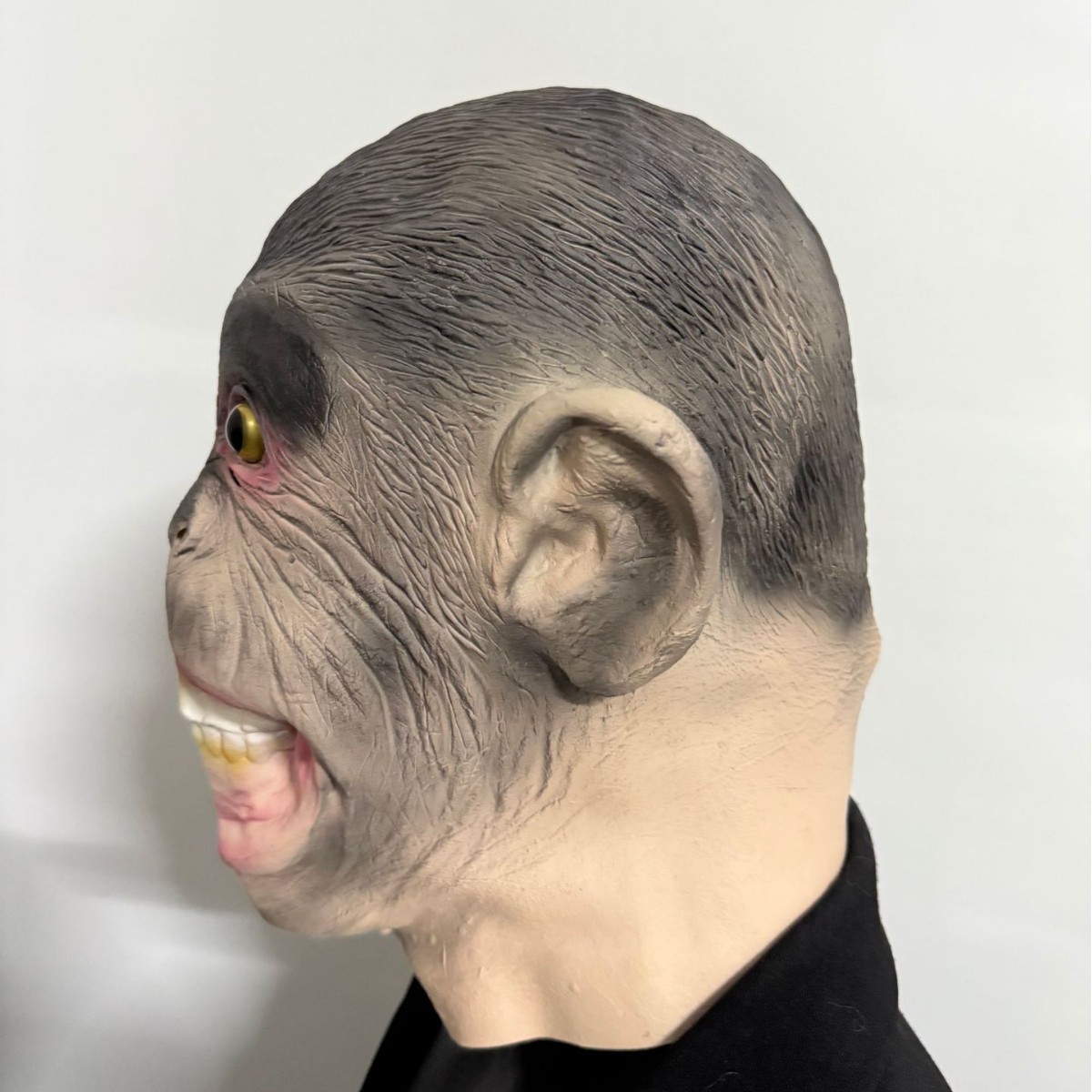 Gorila gorilla gorilla