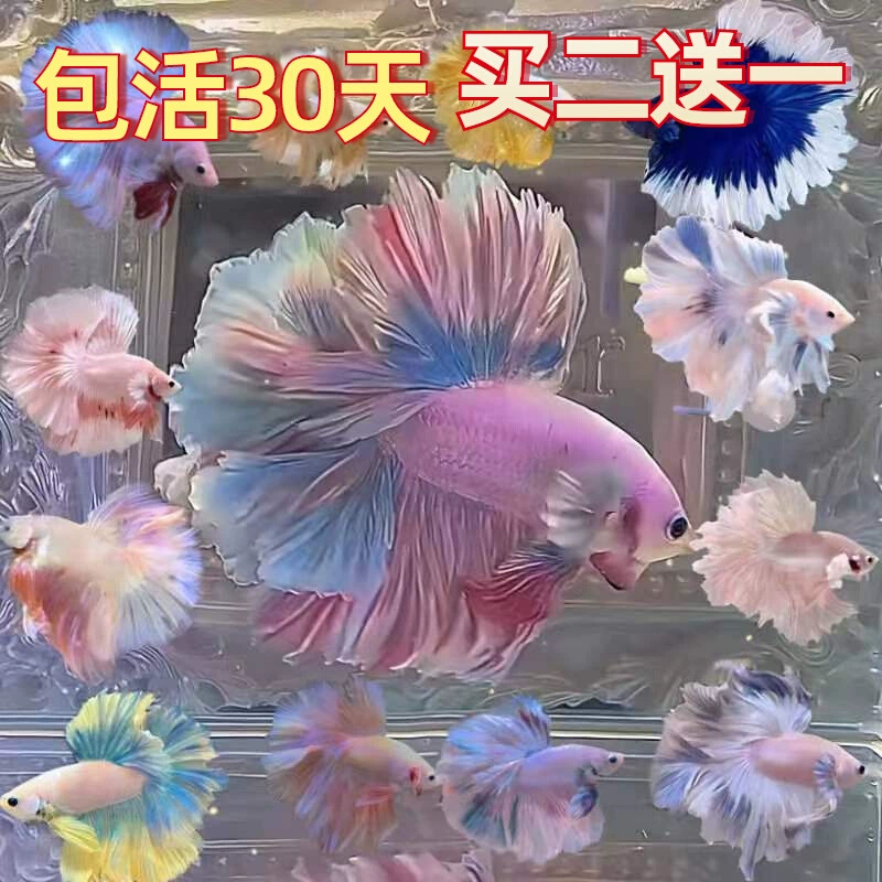 Тайский Douyu Фея месячная чисто белая суперкрасивая материнская рыбка сетка красная домашняя пресноводная тропическая рыбка для аквариума