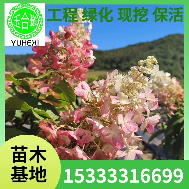 Деревянные саженцы гортензий, гортензии, пагодные гортензии, клубничные гортензии, конусные гортензии, зеленые живые изгороди