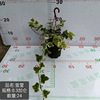 The base is directly supplied to Xueying Xuejun Changchun vine hanging small green plants to nourish INS net red climbing vine plants