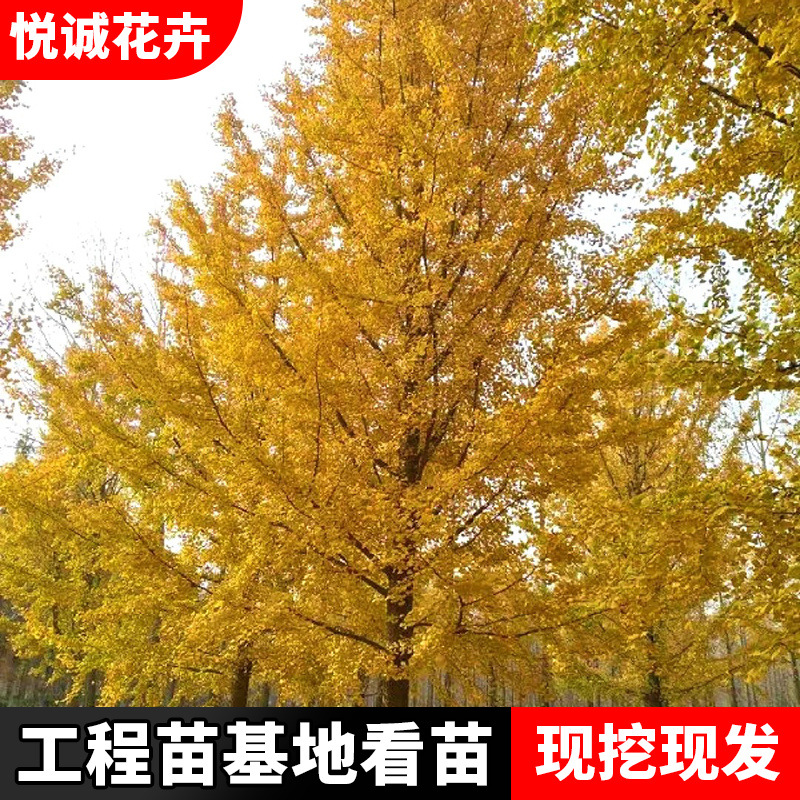 银杏树苗批发园林工程绿化苗木色块绿篱行道树庭院种植白果树苗