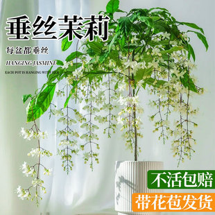 ���z�������Ԏ������҃��̨�ļ��_��ֲ�����򴹽z���ĺ��B�Gֲ��