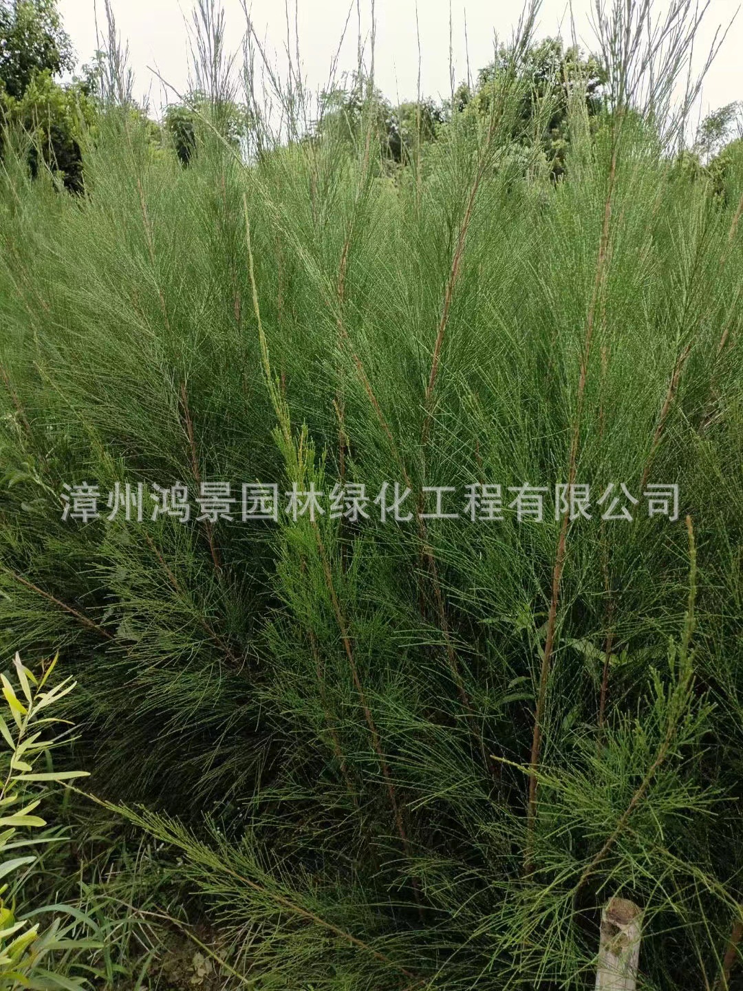 福建木麻黄袋苗基地批发 防风沙植物千头木麻黄产地报价-阿里巴巴