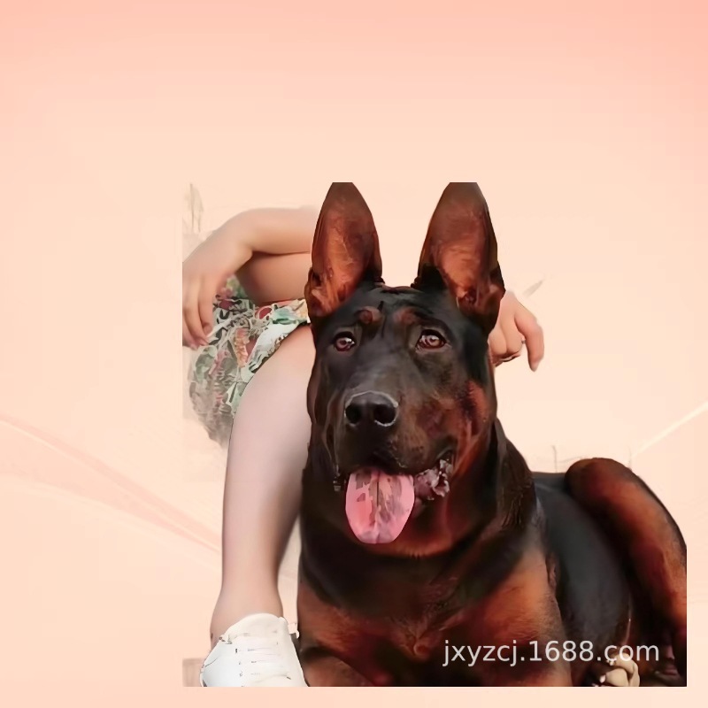 Purebred Laizhou Red Soviet Red Puppy Live Dog Puppy Large Guard Dog Anti-Explosion Dog Working Dog Pet