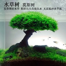 鱼缸布景真水草懒人沉木鱼缸造景迎客松造型单头莫斯树成品新手