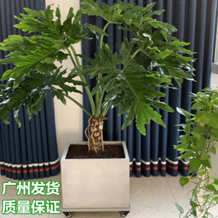 Dragon Scale Spring Feather Philodendron Old Pile Potted Indoor Large Green Plant Study Living Room Formaldehyde-Absorbing Hydroponic Foliage Plant