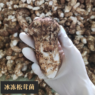 冰鲜松茸大个未开伞松茸香格里拉松茸冻云南特产菌菇松茸冻品批发-阿里巴巴
