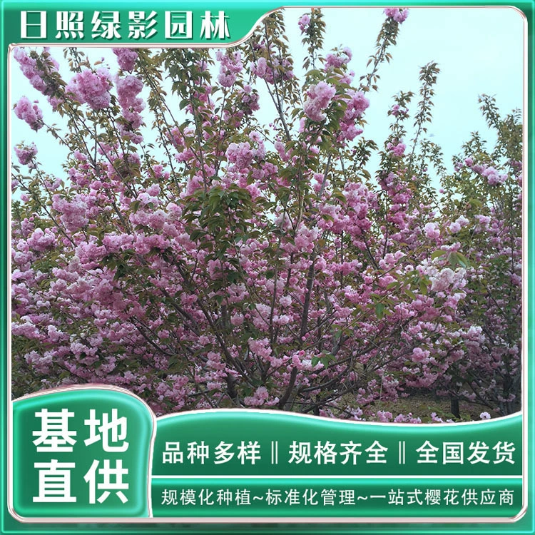 Гуаньшань вишневого цвета База снабжения Зеленый Тень Сад вишневого цвета Оптовая цена 6 см Гуаньшань саженцы вишневого цвета