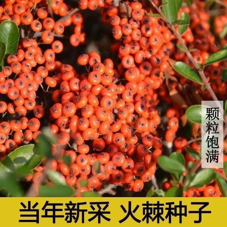 批发火棘种子盆栽花卉沙棘庭院阳台室外植物火把果绿化种子