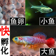 鱼卵孵化 鱼卵孵化品牌 图片 价格 鱼卵孵化批发 阿里巴巴